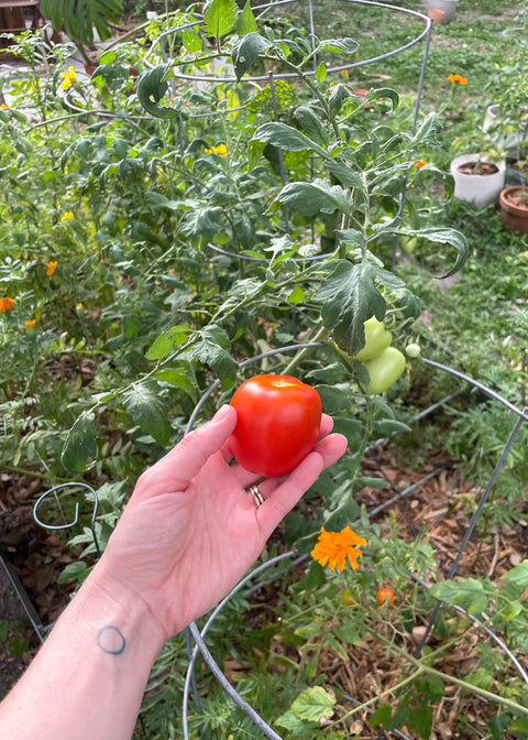 From Garden to Table: The Story Behind Tomato Basil