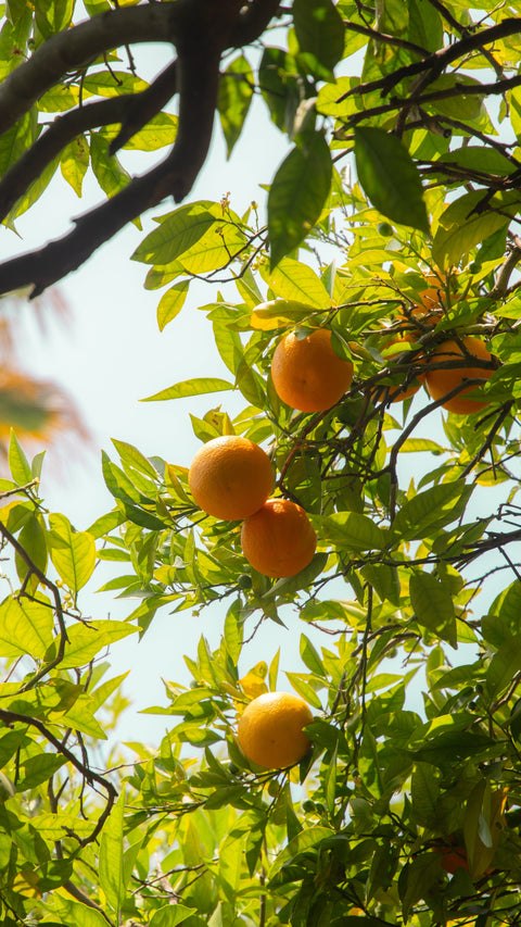 12 Earth Day Dinner Recipes That Celebrate Real Ingredients