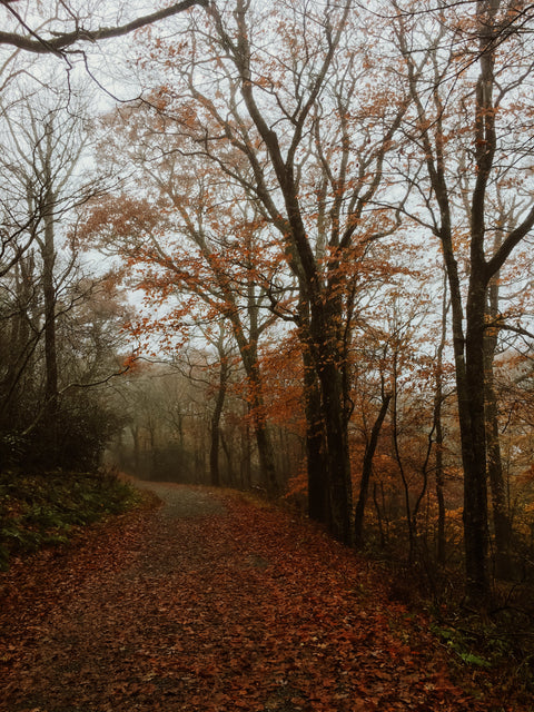 Why Le Sauce Thanksgiving Turkey Gourmet Gravy Is the Best Turkey Gravy Out There